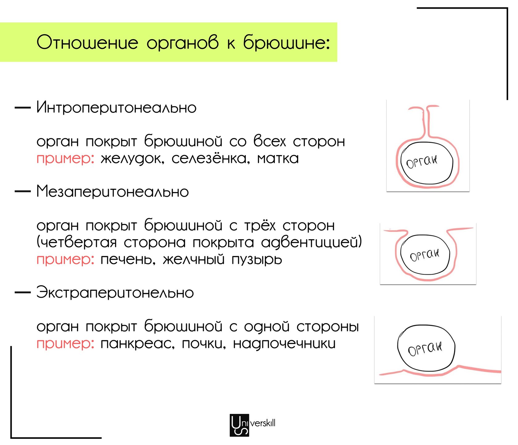 Отношение органов к брюшине — схема