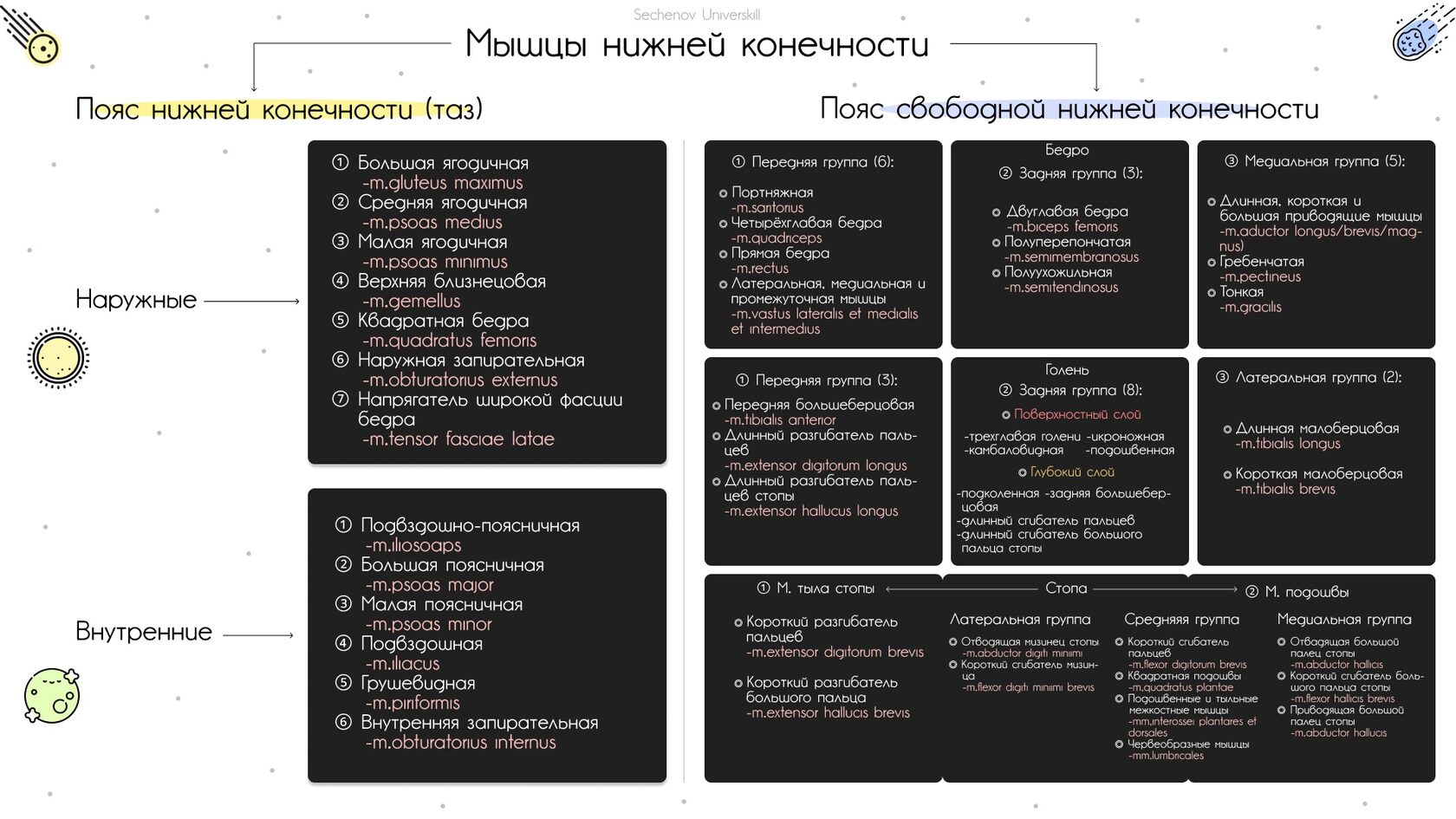 Мышцы нижней конечности — схема